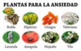 /album/galeria-fotografica/hierbas-ansiedad-jpg/